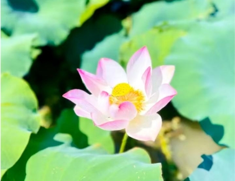 沸腾的夏天